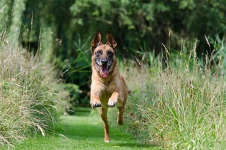 广告清新草地上奔跑的小狗背景图片